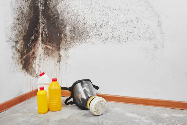 Best Office Mold Removal Services  in Coalville, UT