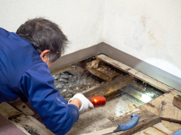 Best Fast Mold Removal  in Coalville, UT