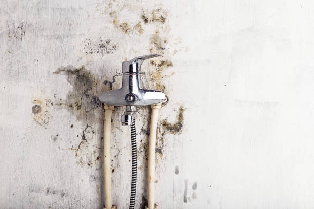 Best Home Mold Removal  in Coalville, UT