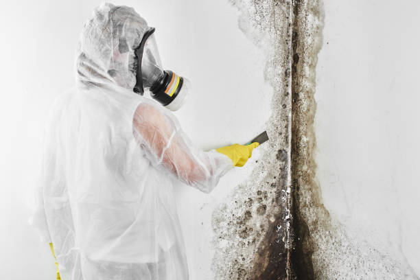 Best Black Mold Removal  in Coalville, UT