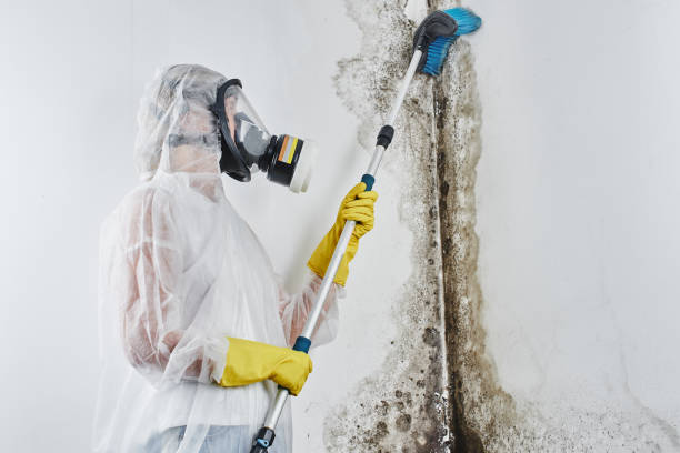 Best Mold Testing  in Coalville, UT