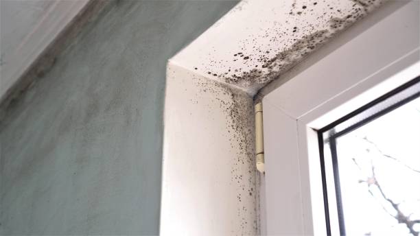 Best Commercial Mold Removal  in Coalville, UT