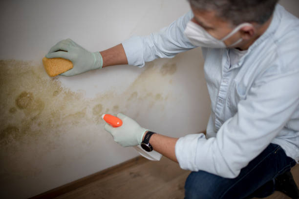 Professional Mold Removal in Coalville, UT