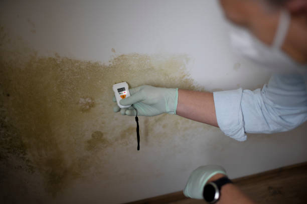 Best Mold Testing  in Coalville, UT
