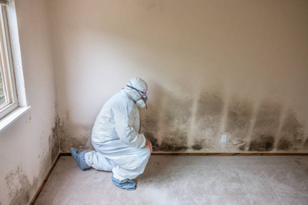 Best Mold Remediation  in Coalville, UT