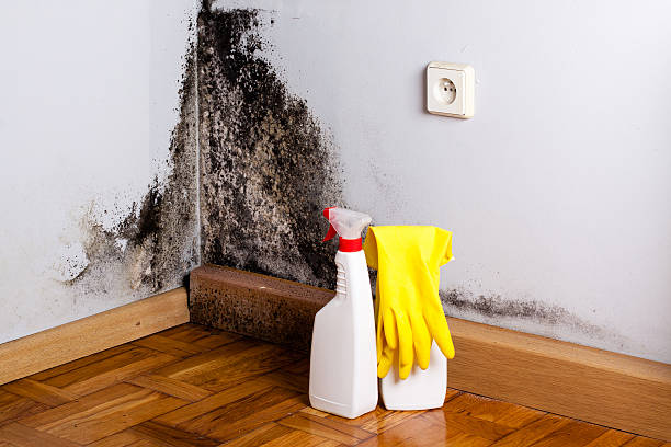 Best Mold Removal Specialists  in Coalville, UT