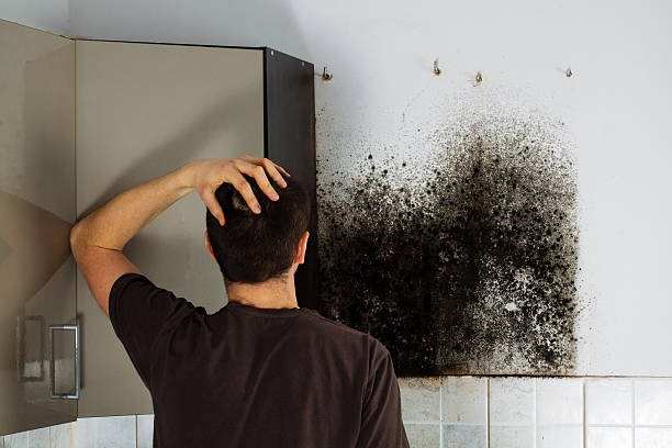 Best Attic Mold Removal  in Coalville, UT