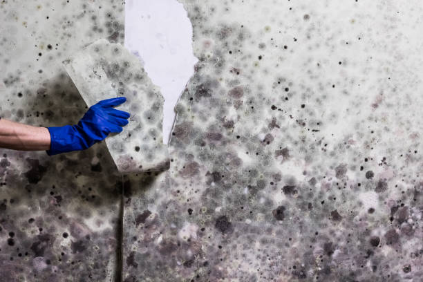 Best Affordable Mold Removal  in Coalville, UT