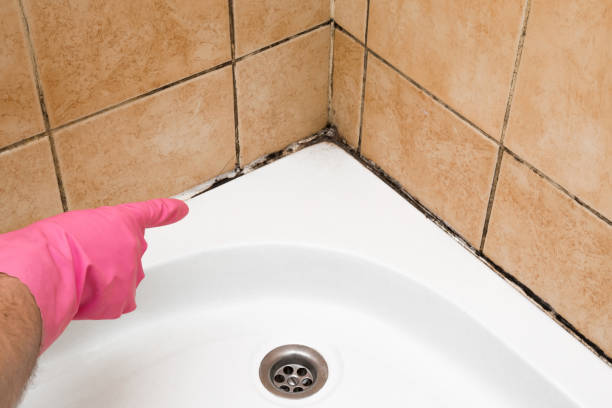 Best Professional Mold Removal  in Coalville, UT